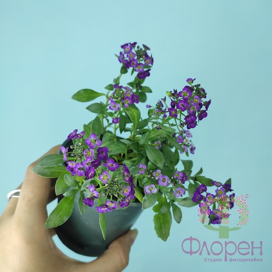 Алиссум цвет-микс фото 1
