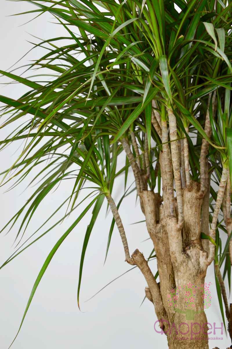 Драцена Маргината вертакт фото 1