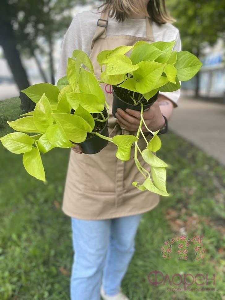 Епіпремнум Неон фото 1