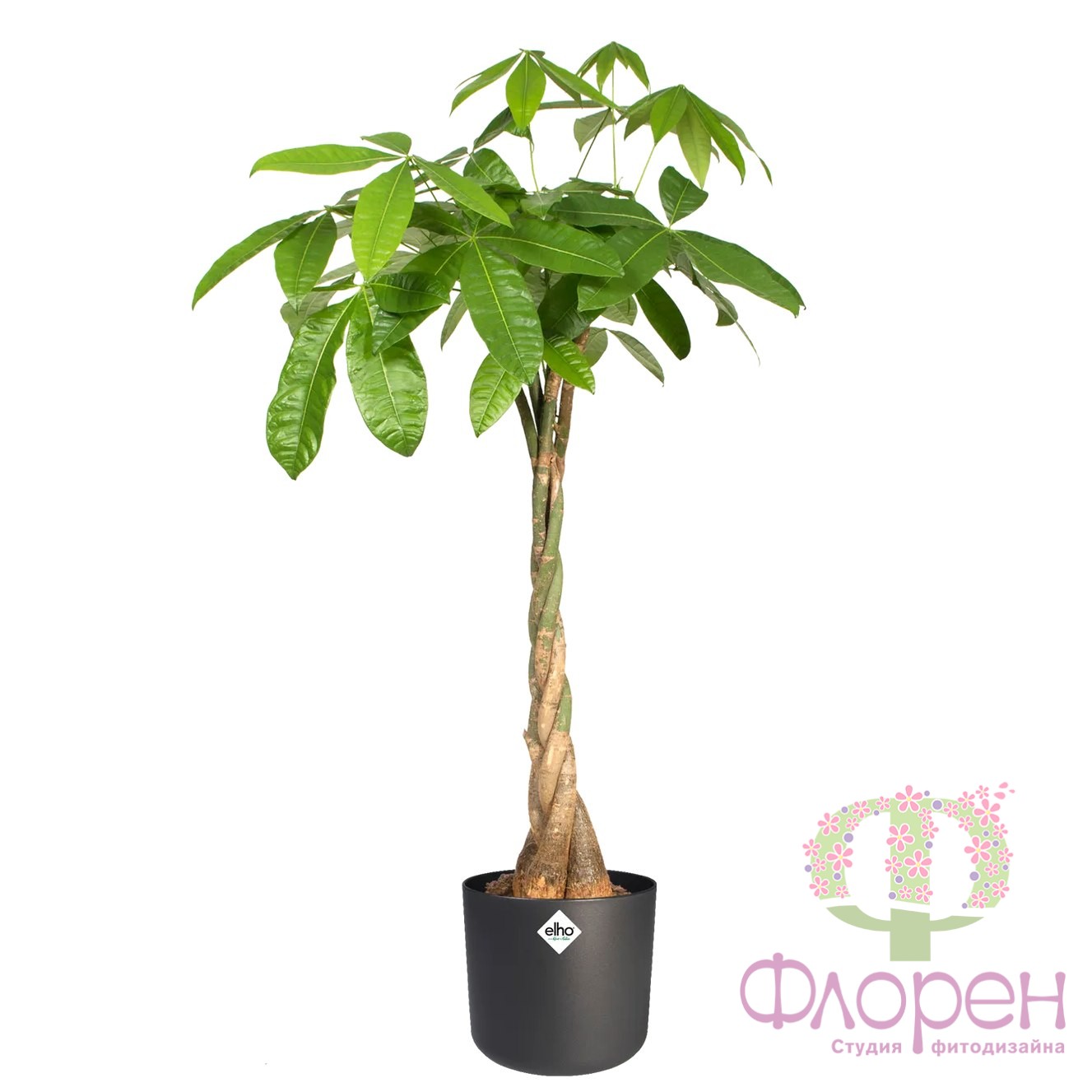 Горщик ELHO b.for soft round фото 2