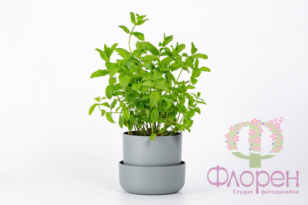 Горщик з піддоном Plastia Tolita фото 1