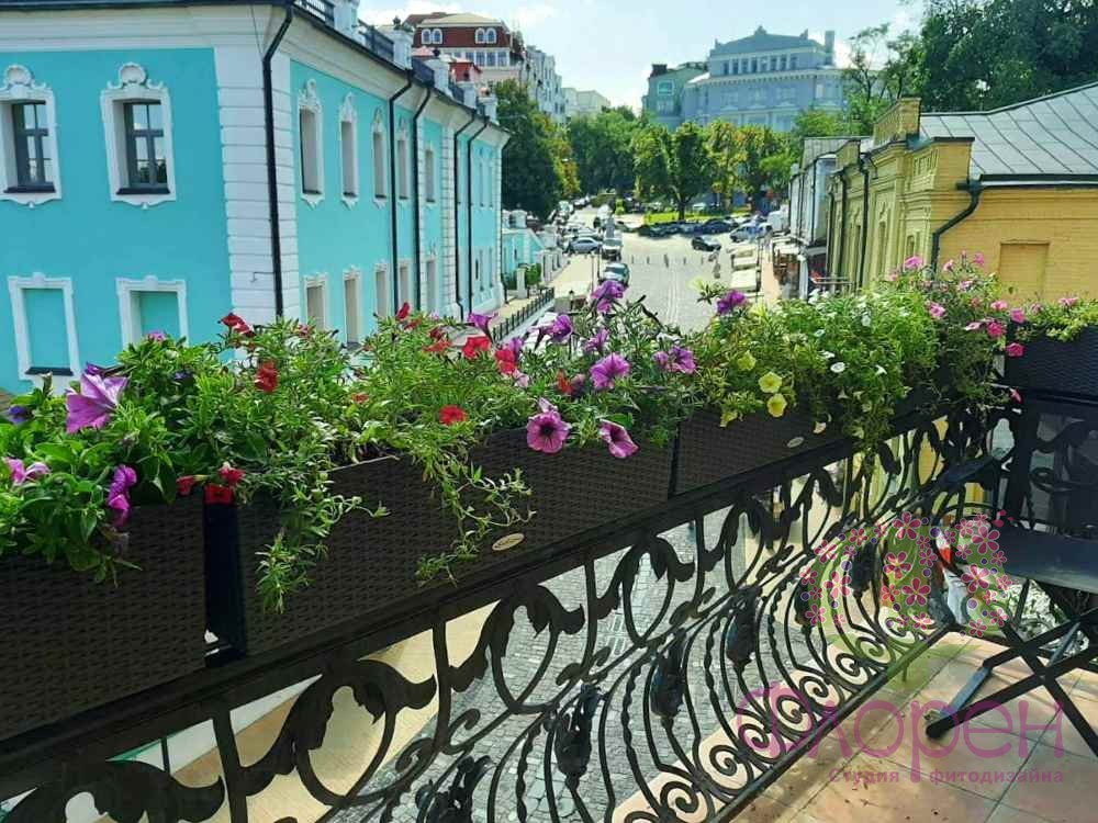 Сурфінія кущова колір-мікс фото 4