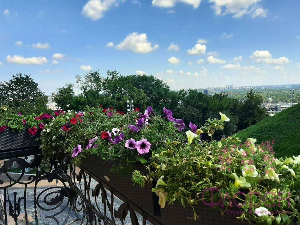 Сурфінія кущова колір-мікс фото 5