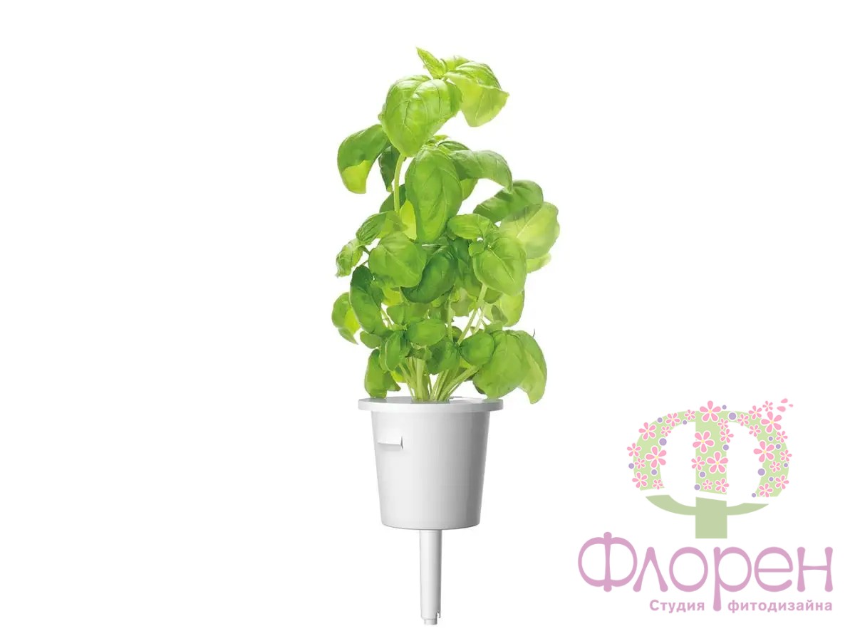 Змінний картридж Click & Grow Базилік фото 1