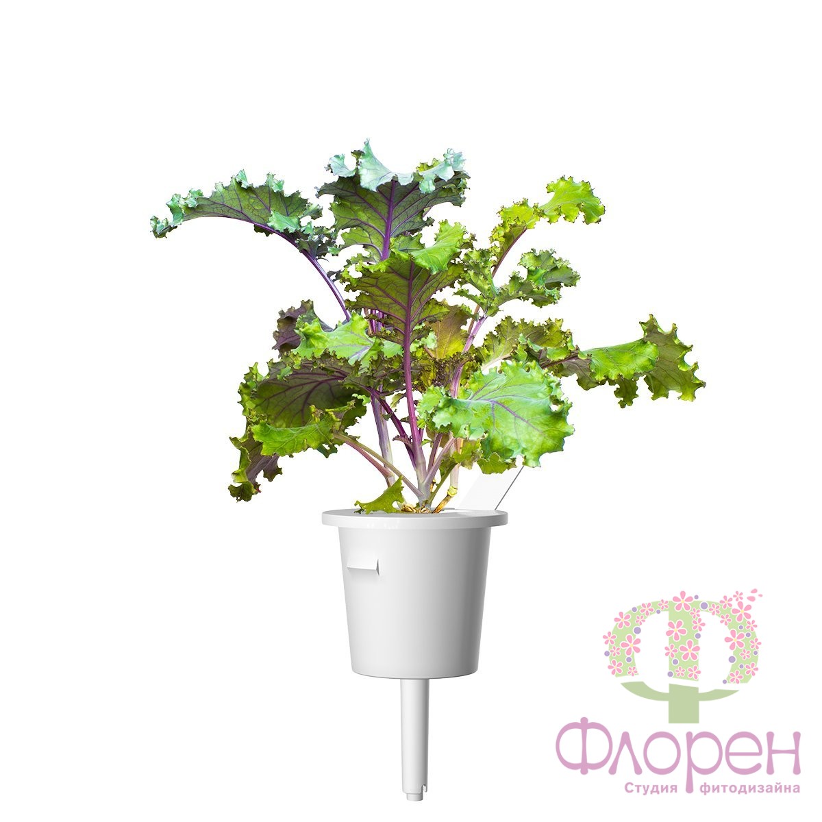 Сменный картридж Click&Grow Красная Капуста фото 2