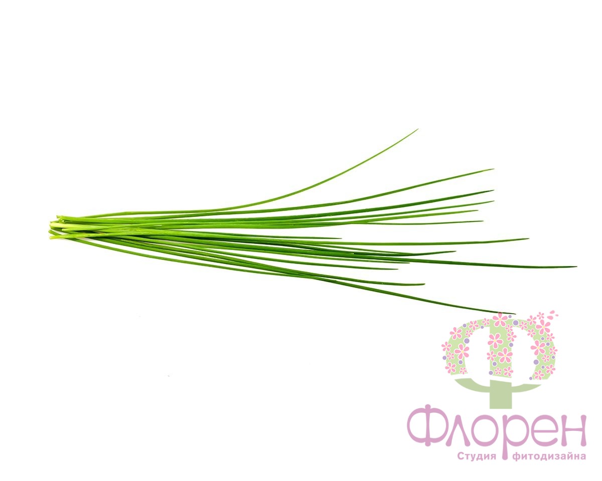 Сменный картридж Click&Grow Зелёный лук фото 1