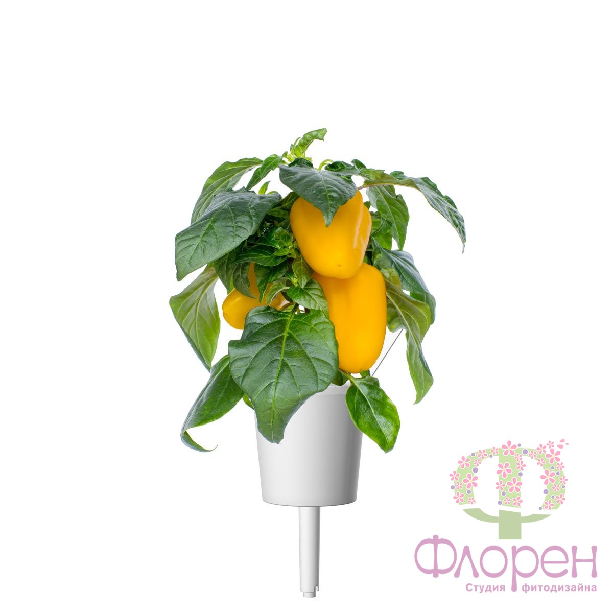 Змінний картридж Click & Grow Жовтий солодкий перець фото 4