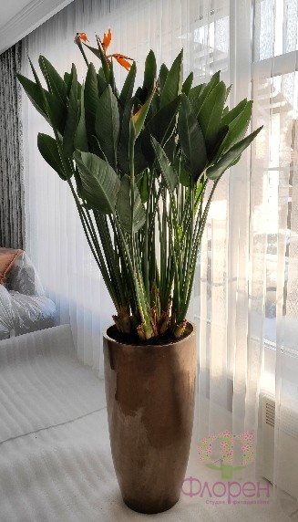 Стреліція Королівська Регіна фото 4