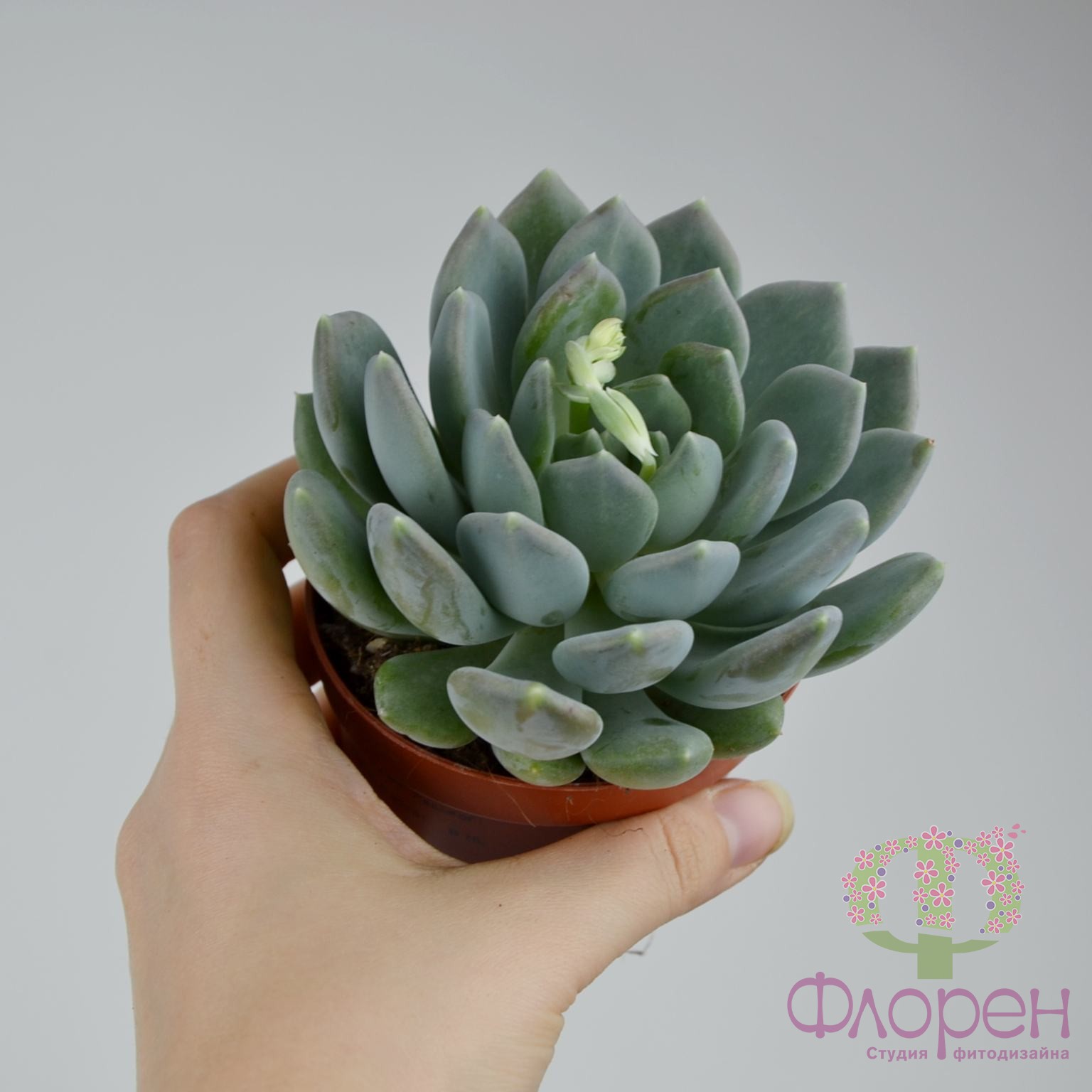 Сукулент Ехеверія Корвус фото 1