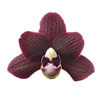 Фото Орхідея фаленопсис чорна №1 Mini