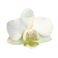 Фото Орхідея Фаленопсис Білий №4 Mini