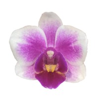Фото Орхідея Фаленопсис Білий з рожевим сильноквітучий №5 Midi