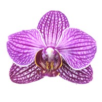 Фото Орхідея Фаленопсис Біла в полоску №7 Mini