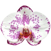 Фото Орхідея Фаленопсис Білий в крапочку 2 квітконоси №3 Standart