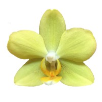 Фото Орхідея Фаленопсис Лимонно-жовта сильноквітуча №4 Midi