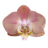Фото Орхідея Фаленопсис Персиковий 2 квітконоси №1 Standart