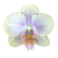 Фото Орхідея Фаленопсис жовто-рожевий №7 Standart