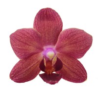 Фото Орхідея Фаленопсис Персикова темна №3 Mini