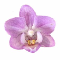 Фото Орхідея Фаленопсис Світло-рожева №6 Mini