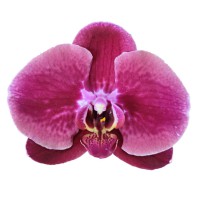 Фото Орхидея Фаленопсис Темно-рожевий №4 Standart