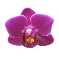 Фото Орхідея Фаленопсис Темно-рожева №8 Mini