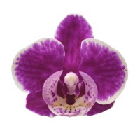 Фото Орхідея Фаленопсис Темно-рожева з білим №7 Mini