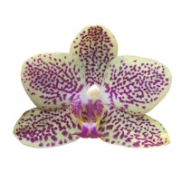 Фото Орхідея Фаленопсис Жовта в крапочку сильноквітуча №5 Midi