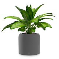 Фото Lechuza HAVALO low
