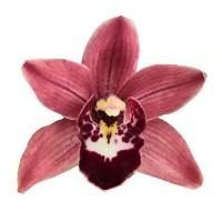 Фото Орхідея Цимбідіум Шоколадна №4