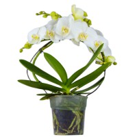 Фото Орхідея фаленопсис білий Клеврен