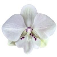Фото Орхідея Фаленопсис білий в крапочку 2 квітконоси №18 Стандарт
