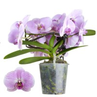Фото Орхідея Фаленопсис Муса Пінк