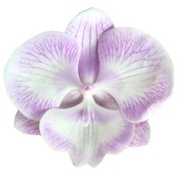 Фото Орхідея Фаленопсис рожева смугаста 2 квітконоси №34 Standart