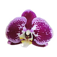 Фото Орхідея фаленопсис рожевийв крапочку 2 квітконоси №14 Standart