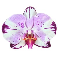 Фото Орхідея Фаленопсис біла з рожевим №19 Стандарт