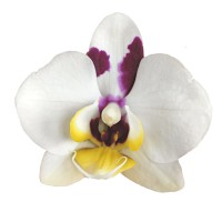 Фото Орхідея Фаленопсис біла з рожевим сильноквітуча №9 Midi