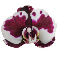 Фото Орхідея Фаленопсис біла в крапочку 2 квітконоси №15 Standart