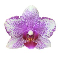 Фото Орхідея Фаленопсис біла в крапинку сильноквітуча №8 Midi