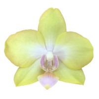 Фото Орхідея Фаленопсис лимонно-жовтий сильноквітучий №7 Midi