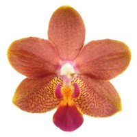 Фото Орхідея Фаленопсис Персиковий сильноквітучий №6 Midi