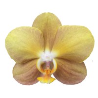 Фото Орхідея Фаленопсис персиковий сильноквітучий №2 Midi