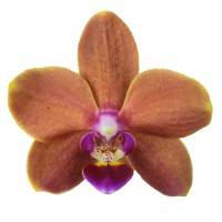 Фото Орхідея Фаленопсис персиковий сильноквітучий №4 Midi