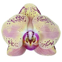 Фото Орхідея Фаленопсис Персиковий в крапочку 2 квітконоси №1 Standart