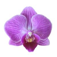 Фото Орхідея фаленопсис рожева №16 Mini