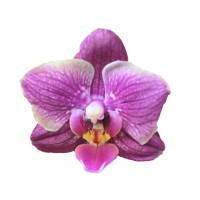 Фото Орхідея фаленопсис рожева №17 Mini