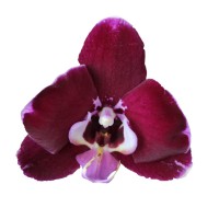 Фото Орхідея Фаленопсис рожева 2 квітконоса №28 Standart
