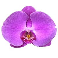 Фото Орхідея Фаленопсис Рожева Королівська