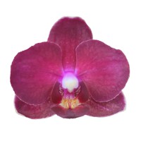 Фото Орхідея фаленопсис рожева з білим №25 Mini