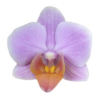 Фото Орхідея фаленопсис рожева з помаранчевим №27 Mini