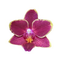 Фото Орхідея фаленопсис рожева з жовтим №18 Mini